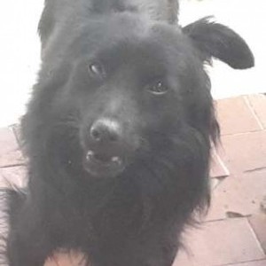 Cane piccola taglia