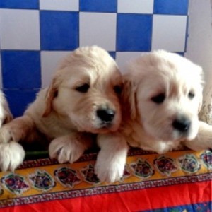 golden retriever cuccioli pedigree enci