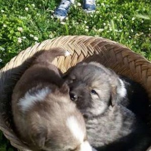 CUCCIOLI INCROCIO lupo /alaskan Malamute.  1 MESE