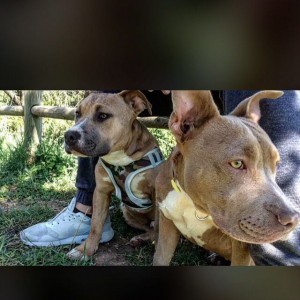 Bellissimi Pit bull