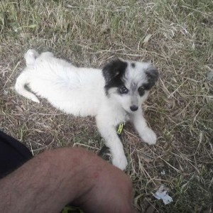cucciola bord colli pastore abbruzzese