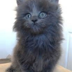 gattini maine coon taglia XL