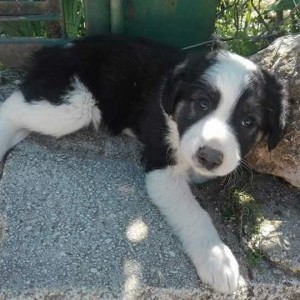 Regalo cuccioli