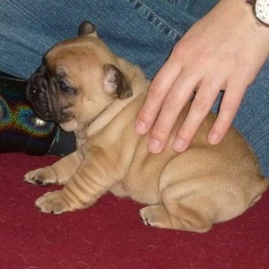 CUCCIOLI DI BULLDOG FRANCESE