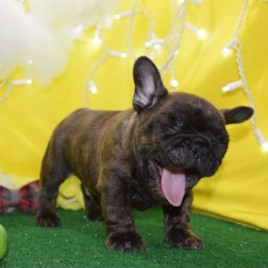 REGALO Bulldog Francese Cuccioli
