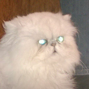 Gatto persiano