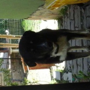 Regalasi bellissimo cane da guardia!