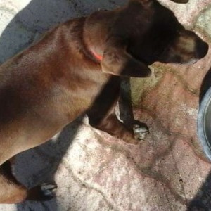 Regalasi dolcissima cagnolina tutta marrone con petto bianco!