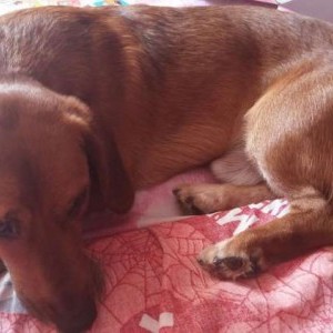 Regalasi cane trovato per strada