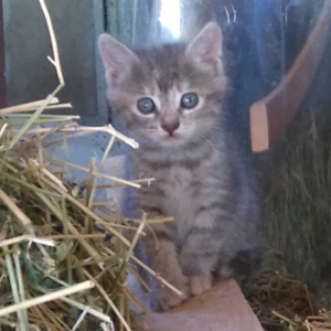 Gattini in regalo