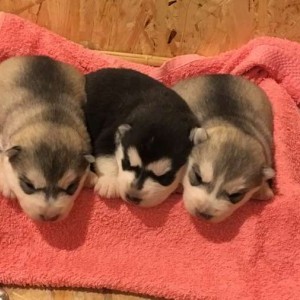 Siberian Husky con pedigree