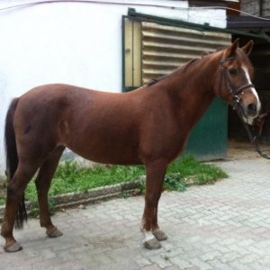 pony veloce salto osatacoli