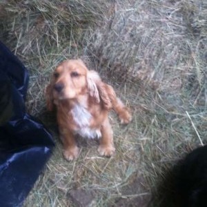 Cocker Spaniel MASCHIO e FEMMINA