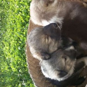 Disponibili cuccioli lupacchiotti
