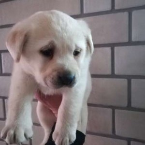 Cucciola di labrador pura