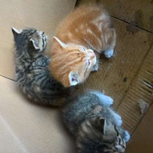 gattini in regalo