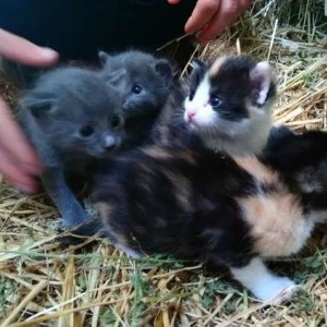 gattini in regalo