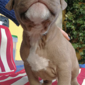 American Pitbull terrier