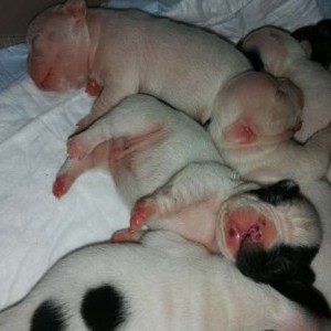 Bulldog francesi