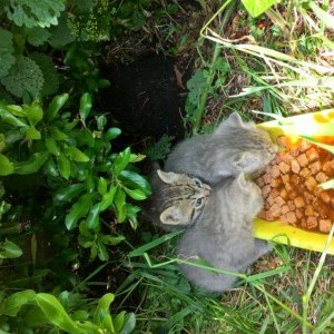 gattini in regalo