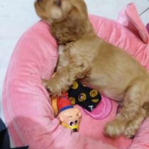 Vendo cucciola