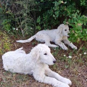 Regalo cuccioli di pastore abbruzzese