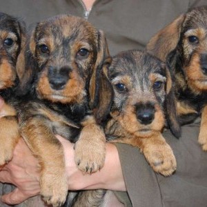 Cuccioli di Bassotto