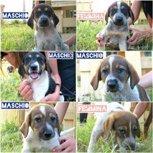 cuccioli di segugi in regalo
