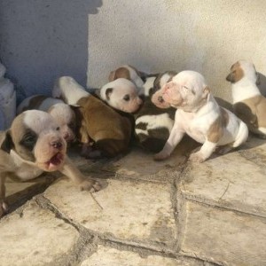 Vendo cuccioli di Bulldog Americano a L'Aquila