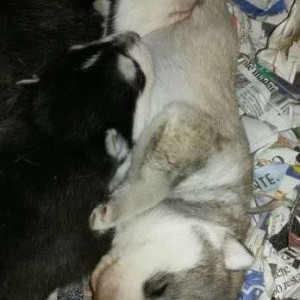 Cuccioli di Siberian Husky con pedigree