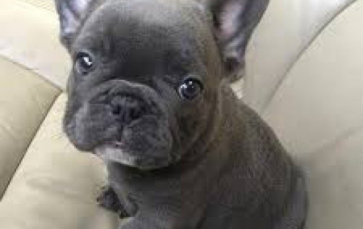 Adorabili cuccioli di Bulldog francese per l'adozione gratuita