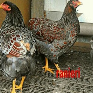 Uova fertili di wyandotte blu e tricolore