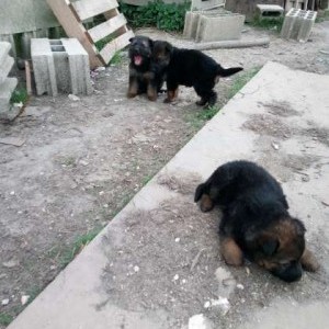 Cuccioli pastore redesco