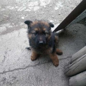 Cuccioli pastore redesco