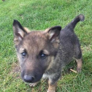 Disponibili cuccioli lupacchiotti