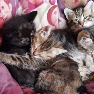 regalasi bellissimi gattini