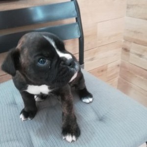 Boxer tigrata femmina