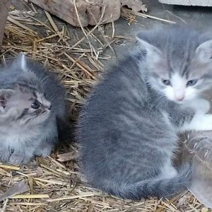 Due gattini in regalo
