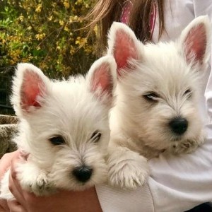 Bellissima cucciolata di West Highland White terrier