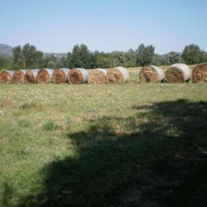 CERMONE Pizzoli