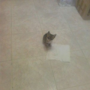 Gatto di 1.5 mese cerca casa