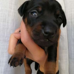 Cuccioli Pinscher nano (Zwergpinscher)
