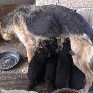 CUCCIOLI PASTORE TEDESCO CON PEDIGREE