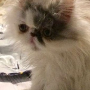 Gattino persiano ipertipico