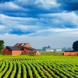 Cercasi terreno agricolo