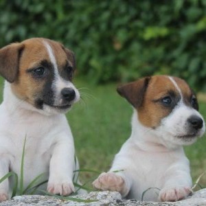 Cuccioli di Jack Russell pedigree Roi