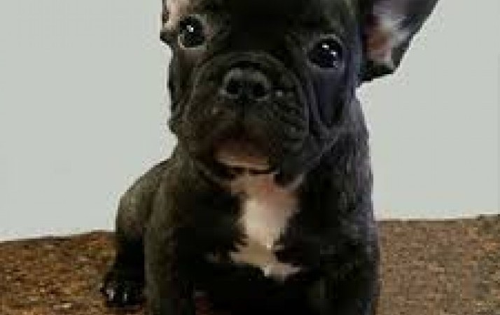 Cuccioli di Bulldog francese grazioso