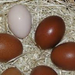 Uova di Gallina Araucana: Azzurre e di Marans: Rosse oro