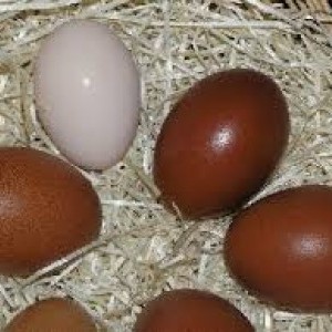 Uova azzurre di Gallina Araucana e di Marans: uova Rosse oro.. altre razze disponibili.