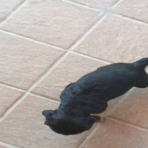 cocker